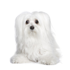 maltese dog (8 years)