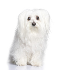 maltese dog (8 years)