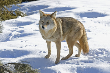 Coyote
