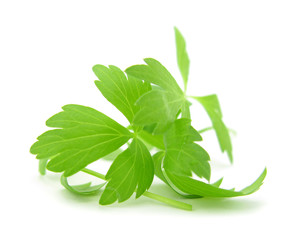 Lovage Levisticum officinale leaves