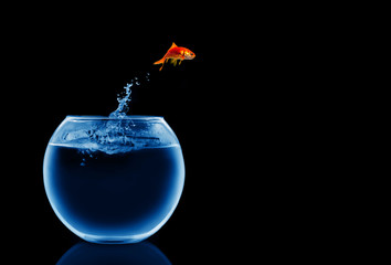 goldfish jumping out of the water