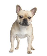 Fototapeta premium French Bulldog (2 years)