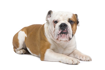english Bulldog (1 year)
