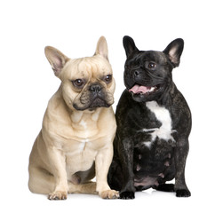 Obraz premium couple of French Bulldogs
