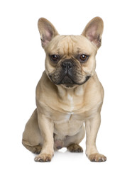 French Bulldog (1 year)