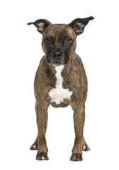 American Staffordshire terrier (8 years)