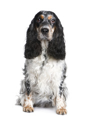 Cocker Spaniel (5 years)
