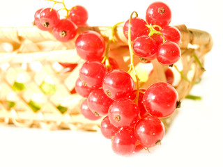 berry currants