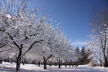 Winter Wonderland