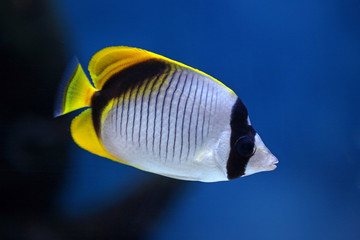 Fish Chaetodon lineolatus