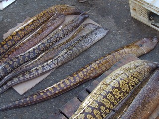 retour de pêche à Essaouira