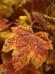 hoja
