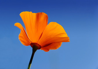 Naklejka premium California poppy - Eschscholzia californica