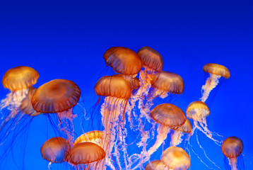 School of sea nettle jellyfish - Chrysaora fuscescens