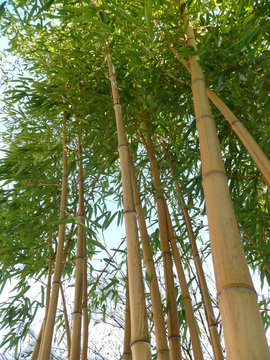 Bambuspflanzen