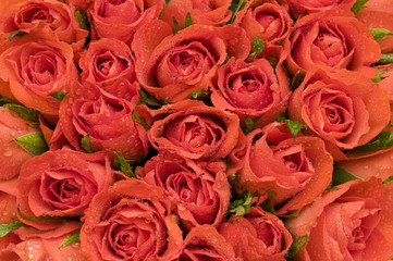 red roses with water drops