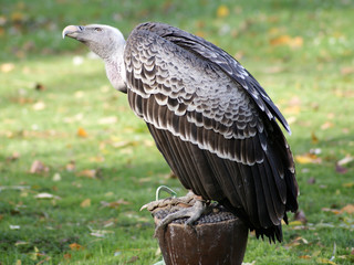 gyps ruppellii vulture