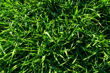 grass texture