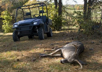 Foto auf Alu-Dibond Deer with UTV © Kenneth Hill