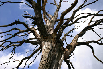 Toter Baum