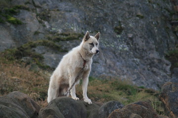 Naklejka na ściany i meble Fuchs / Wolf am Steg in Sisimut auf Grönland