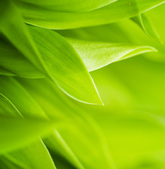 Fresh green grass (shallow DoF)