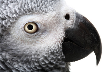 African Grey Parrot isolated on white