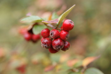 Herbstzweig mit roten Beeren