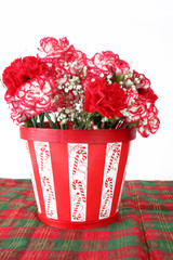 Carnations of Red and White