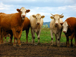 cattle