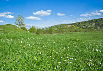 Spring landscape, blue sky, green field with white flowers