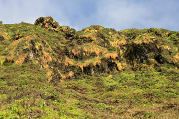 Fototapeta na wymiar Roślinność na stokach wulkanu Soufriere w Gwadelupie