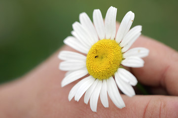 Gaensebluemchen © Alkimson