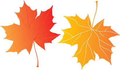 two autumn maple leaves over the white background