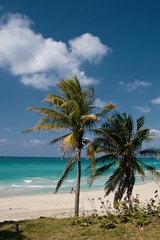 Cuba, Strand mit Palmen