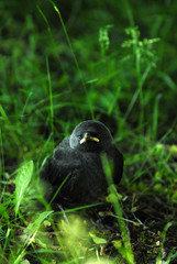 dohle, jungvogel, vogel