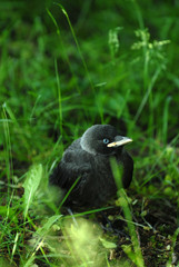 dohle, jungvogel, vogel