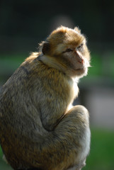 Berberaffe, affe, affen