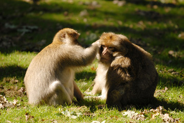 Berberaffen, affen, fellpflege