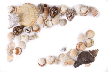 sea shells collection