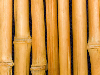 Trunks a tree a bamboo
