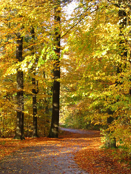 Herbstwald