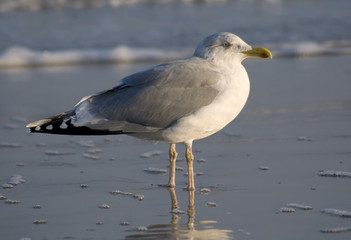 Seagull