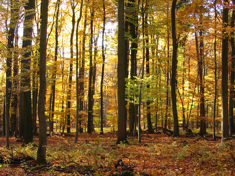 Herbstwald
