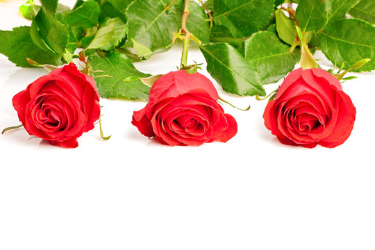 three red roses