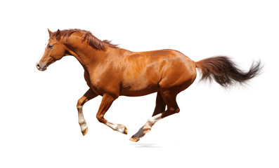 Sorrel trakehner stallion - 10995323