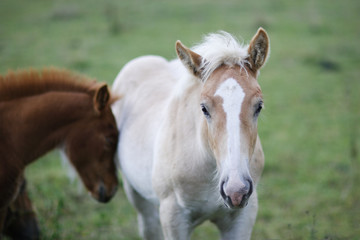 Obraz premium Zuneigung