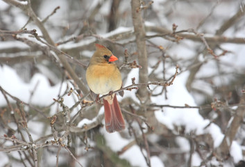 Northern Cardinal In Snow