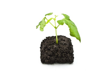 sprout to beans on ground
