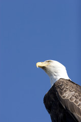 Bald eagle